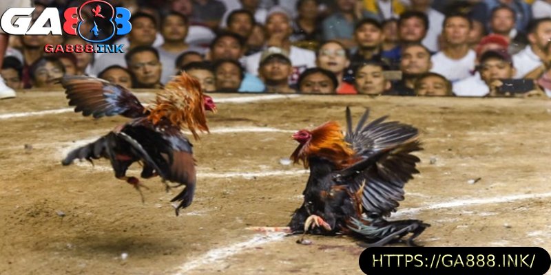 da-ga-online-he-thong-sanh-cuoc-da-dang.