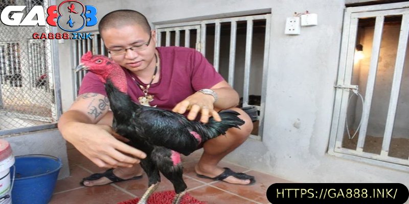 ga-choi-binh-dinh-cham-soc-khoa-hoc.