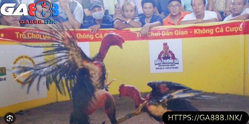 ga-choi-binh-dinh-voi-luc-da-manh-va-oai-phong.