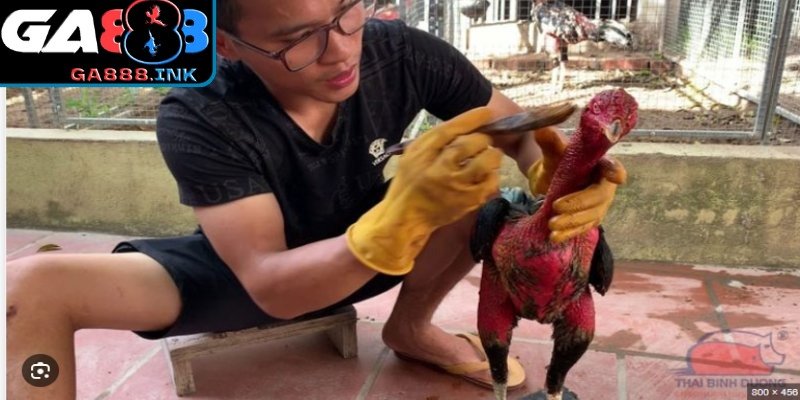 Cố định chiến kê trước khi thoa nghệ