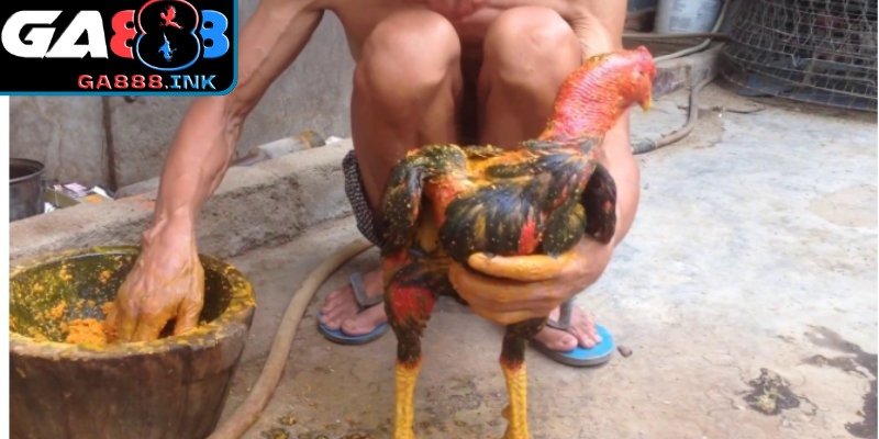 Cách vào nghệ gà đá đúng chuẩn giúp tăng độ lì đòn