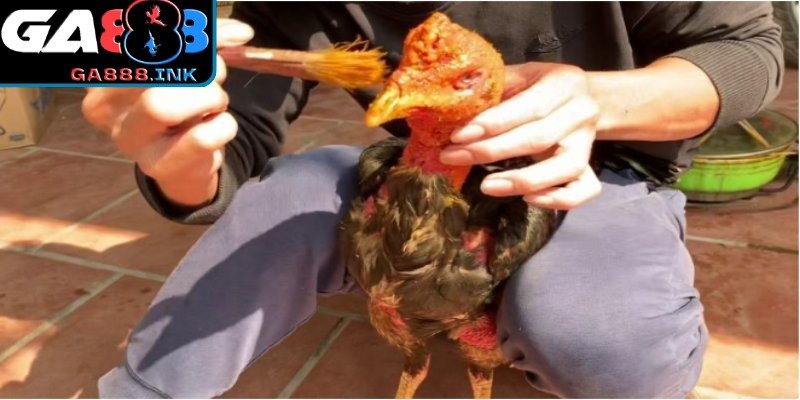 Lưu ý quan trọng khi thực hiện cách vào nghệ gà đá