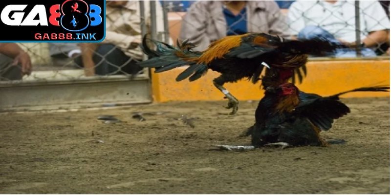 Các loại hình đá gà phổ biến trên nền tảng uy tín