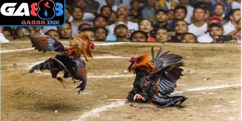 Hệ thống sảnh cược đa dạng, linh hoạt lựa chọn