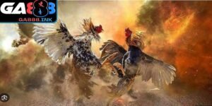 Bảng kèo đá gà trực tuyến với tỷ lệ thưởng hấp dẫn