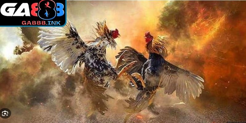 Bảng kèo đá gà trực tuyến với tỷ lệ thưởng hấp dẫn