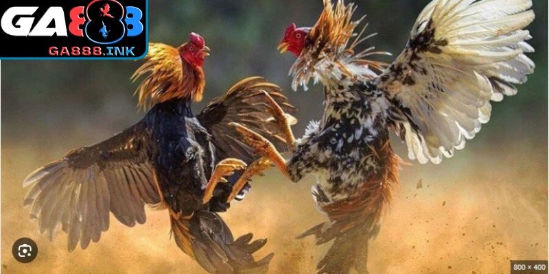 GA888 cung cấp hơn 100 trận đá gà philippines mỗi ngày