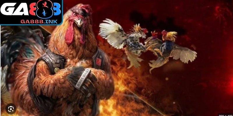 Kiểm tra cân nặng chiến kê trước giờ thi đấu