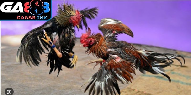 Trận đấu đá gà philippines phát trực tiếp rõ nét