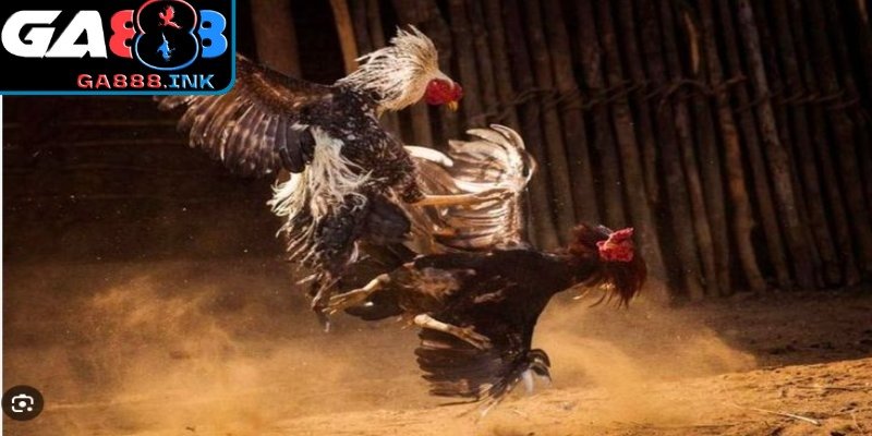 Quy trình đá gà philippines minh bạch, an toàn