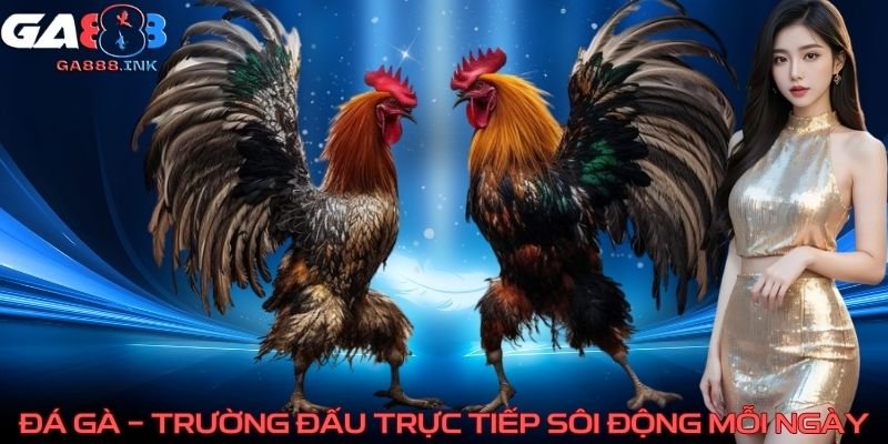 Đá gà - trường đấu trực tiếp sôi động mỗi ngày