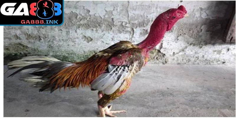 Thần thái lì đòn thể hiện bản lĩnh thi đấu bền bỉ