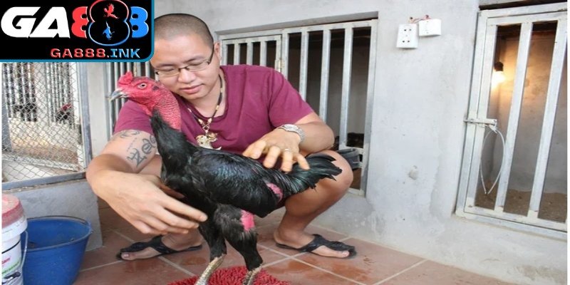 Quy trình chăm sóc khoa học giúp duy trì phong độ ổn định