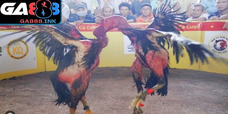 Khoảnh khắc ra đòn uy lực trên sàn đấu gà chọi bình Định