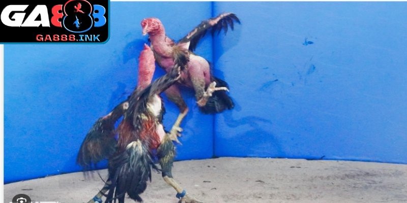 Thể hình săn chắc, sức bền vượt trội trên sàn đấu GA888