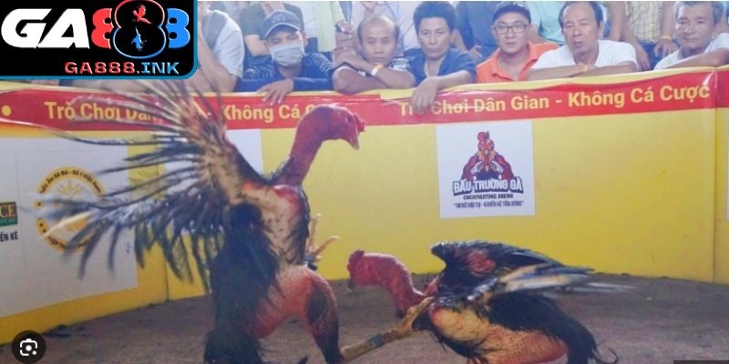 Gà chọi Bình Định với lực đá mạnh và oai phong