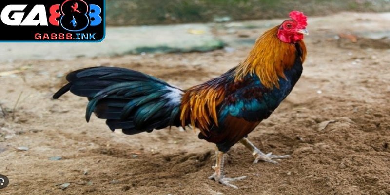 Bài tập thể lực khoa học cho gà chọi