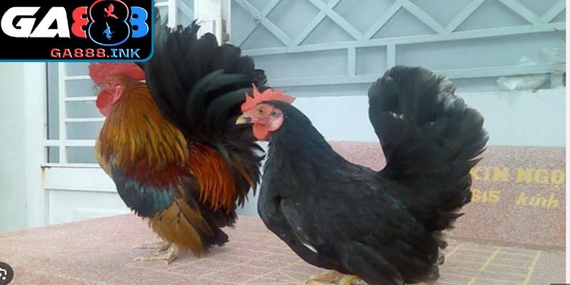 Khẩu phần dinh dưỡng khoa học giúp kê chọi sung mãn