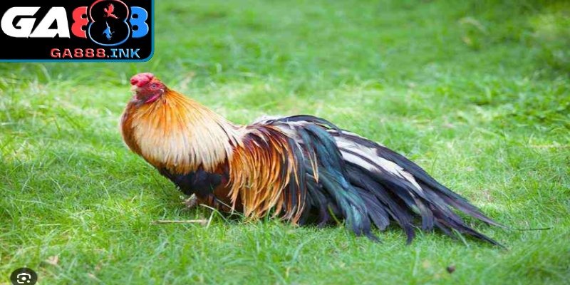 Theo dõi biểu hiện gà tre hằng ngày để phòng bệnh sớm