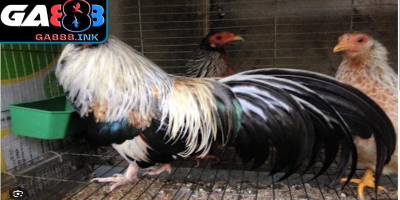 Tiêu chí chọn gà tre trước khi vào kèo tại GA888