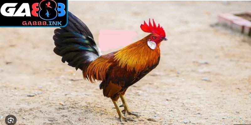 Gà tre với vóc dáng nhỏ gọn, cơ đùi săn chắc